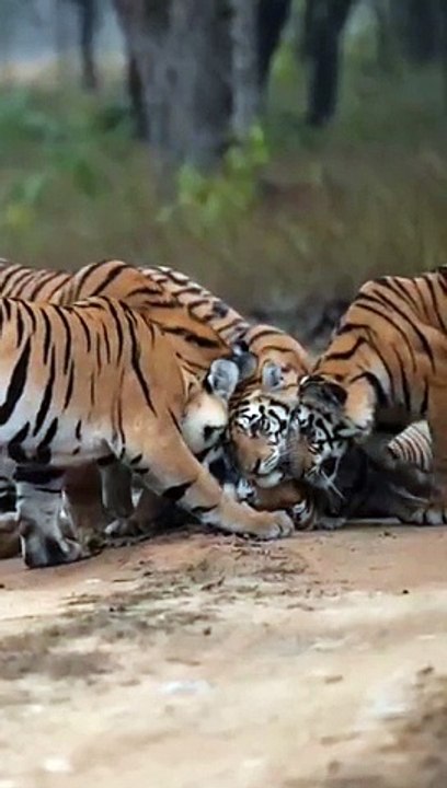 Meet the Tiger Family 🐅 #shorts