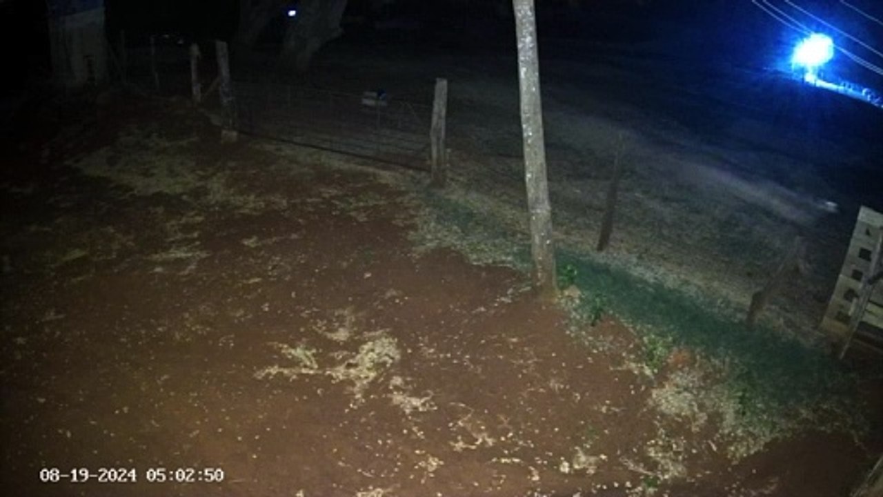 Animais sendo atacados por onça no interior de Maripá.