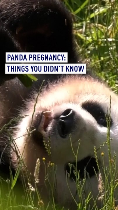 Panda pregnancies: What you didn’t know you didn’t know