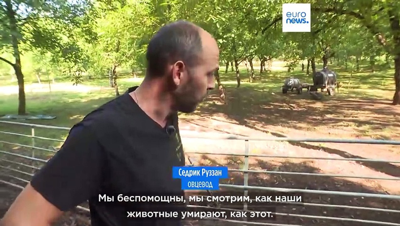 Во Францию пришла эпидемия блутанга