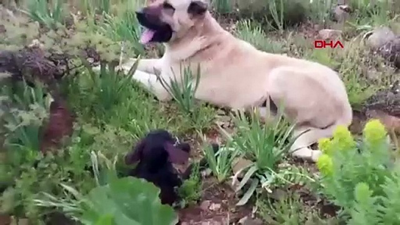 'O gerçek bir Kral'