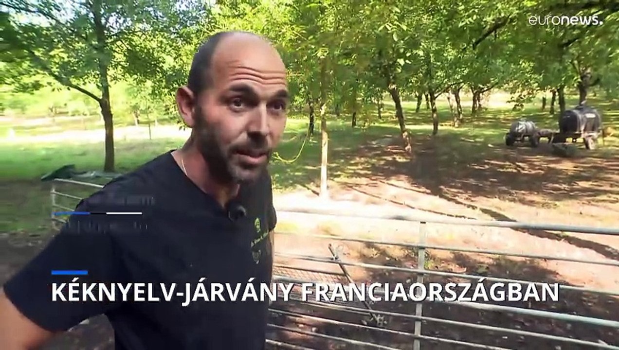 Kéknyelv-járvány Franciaországban