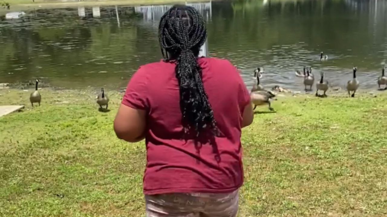 'Duck. Duck. Goose!' - Geese feeding fun goes EGREGIOUSLY WRONG!