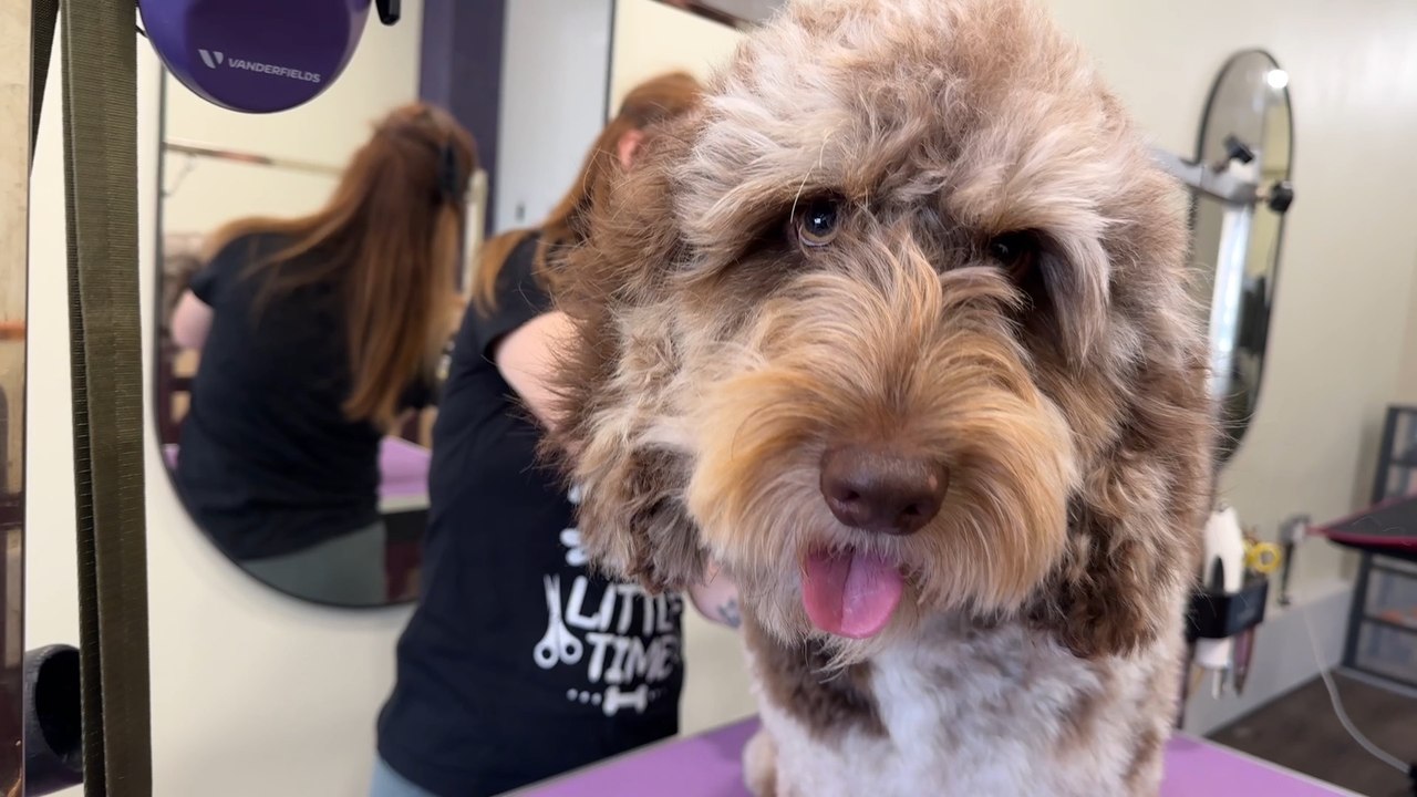 Inside Beauty and the Beast Luxury Dog Grooming in Leeds