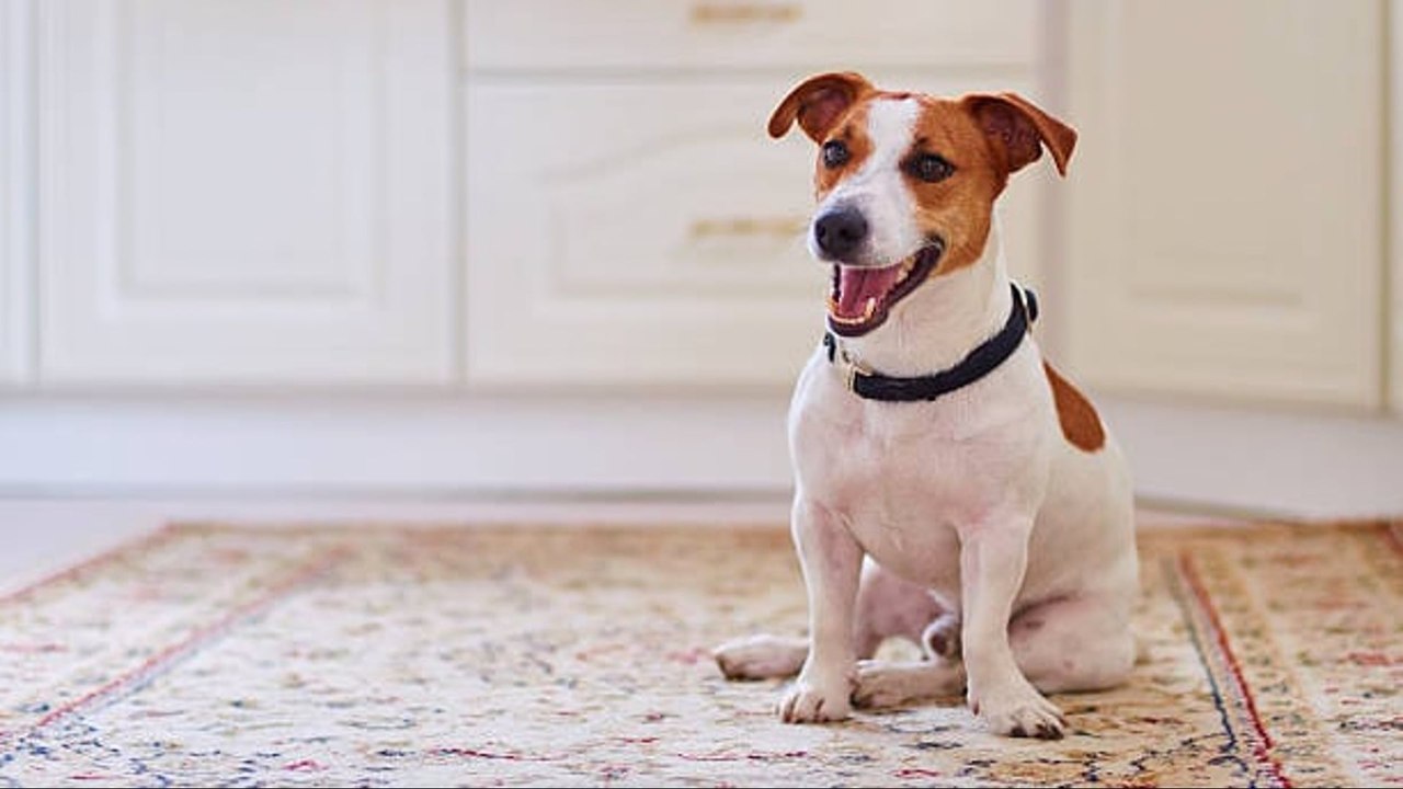 Guía Fácil para Preparar Tu Hogar y Recibir a Tu Nueva Mascota 🐾