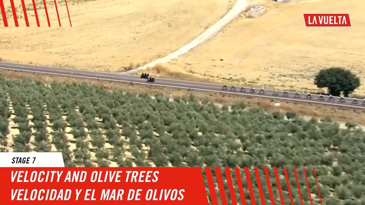 Velocity and olive trees - Stage 7 - La Vuelta 2024