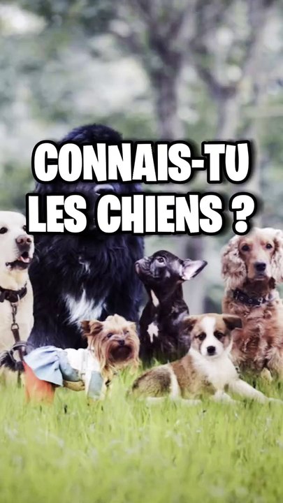 QUIZ SUR LES RACES DE CHIEN