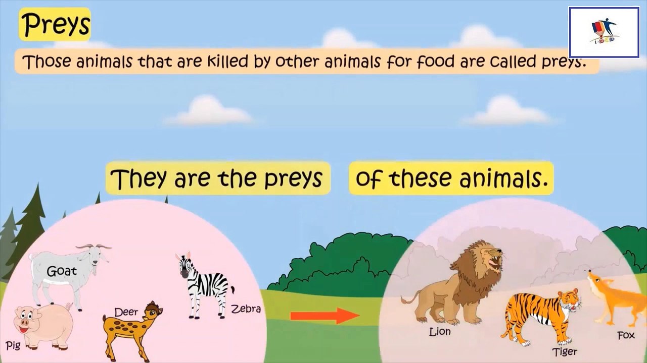 Key Characteristics of Animals