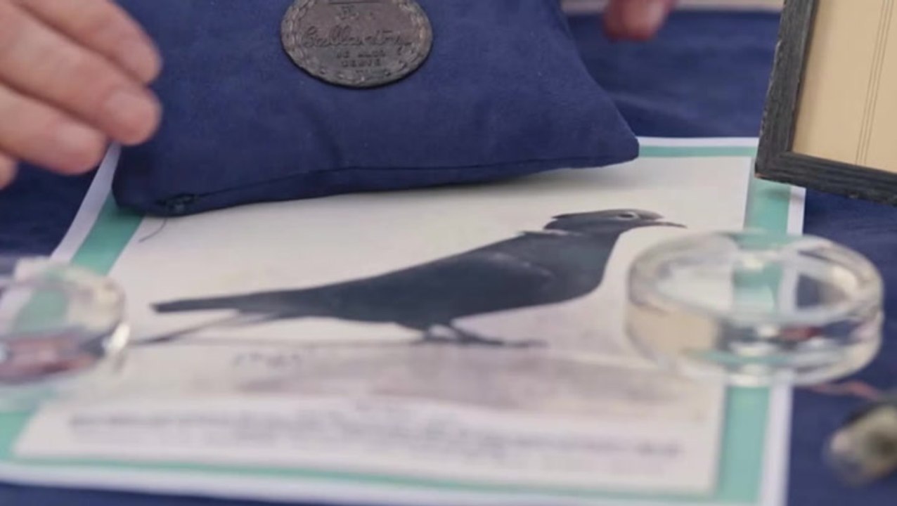 Antiques Roadshow guests shocked at value of war medal awarded to pigeon