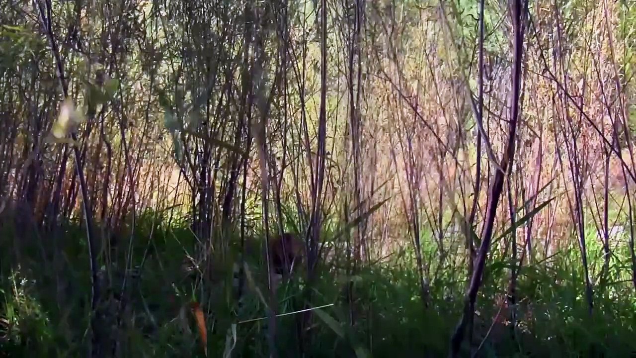 Hunting Humans is the Ultimate Thrill _ Naked Fear _ Full Movie _ Action Survival Thriller