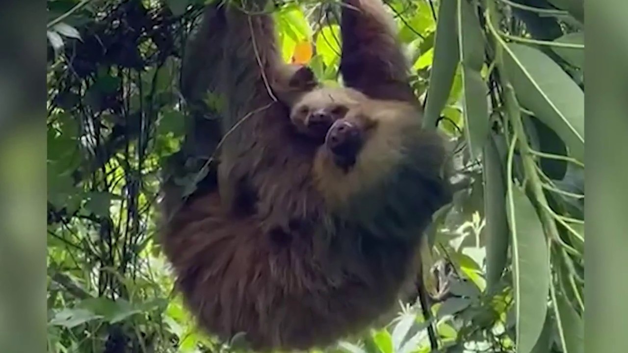 tn7-perezosa-con-dos-crias-280724