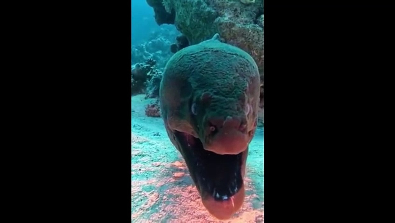 La bouche d'une murène... flippant