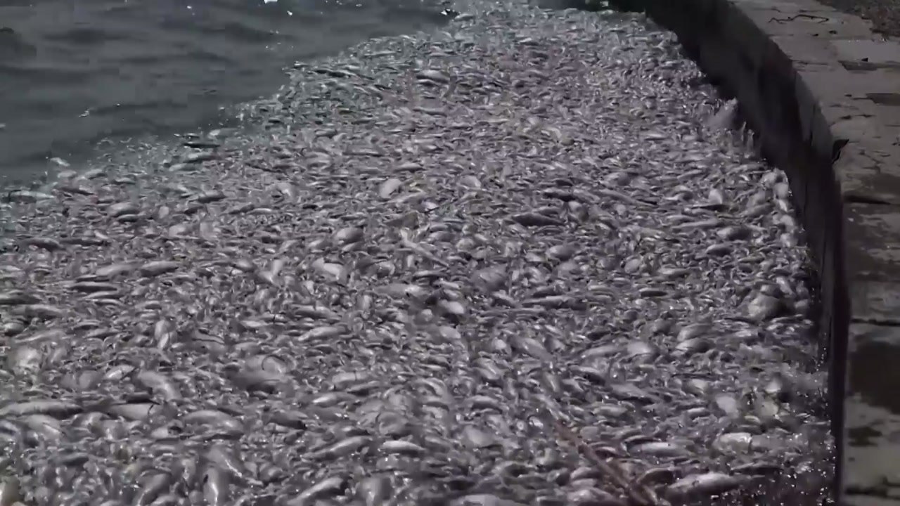 그리스 항구도시 볼로스 뒤덮은 '죽은 물고기떼' 100t / YTN