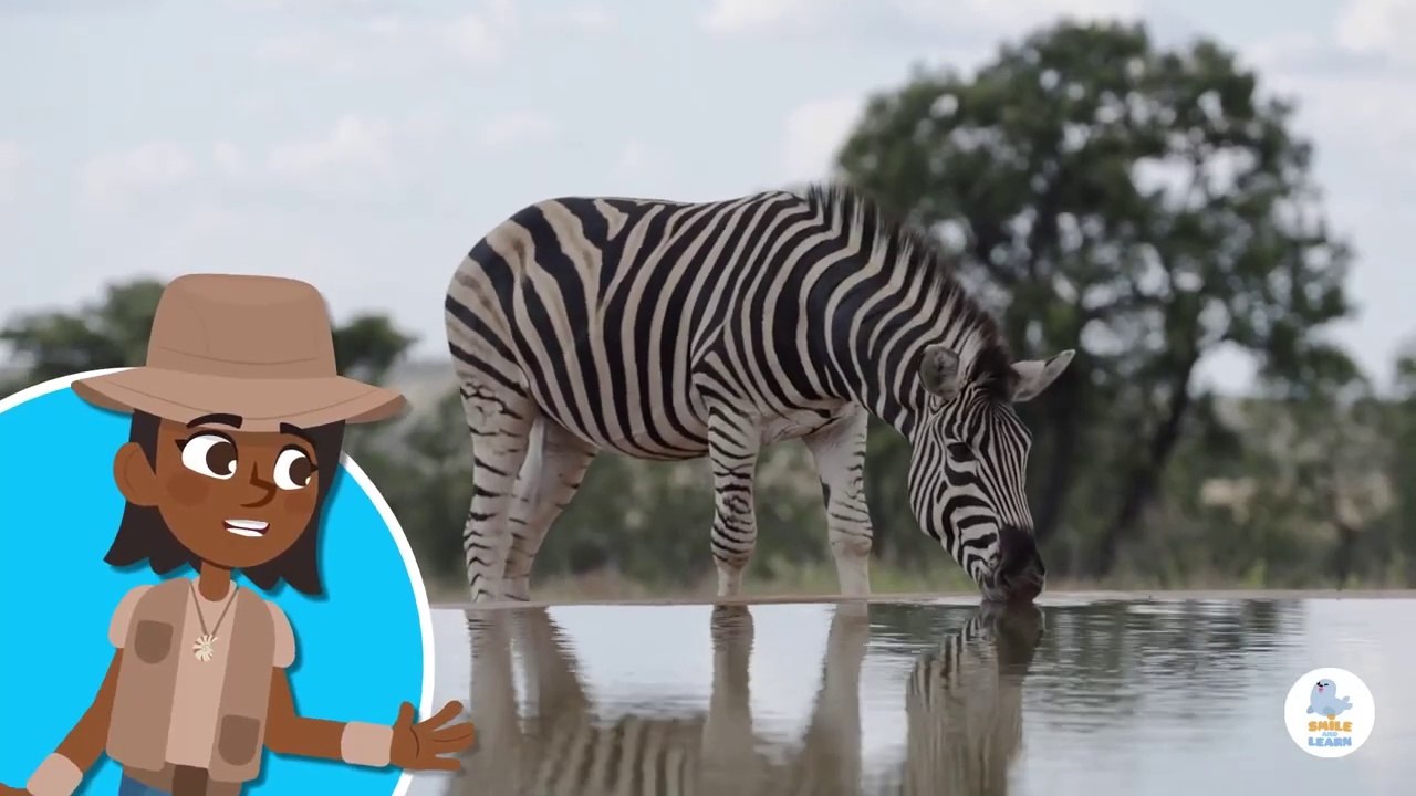 Meet The Zebra | Learn About Zebras for Kids