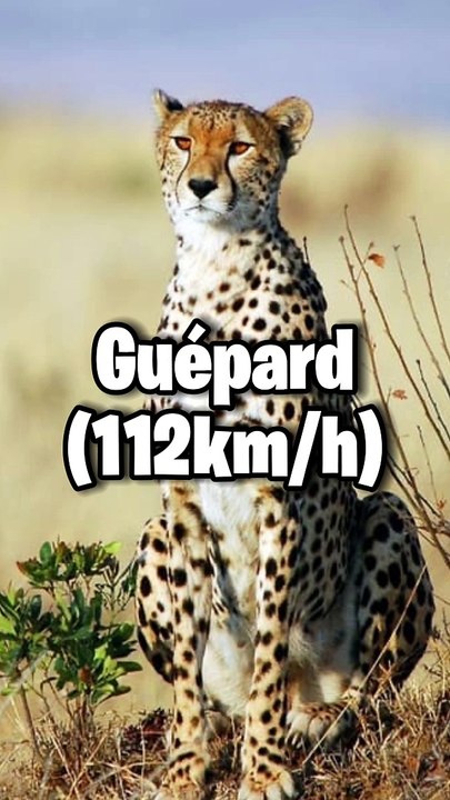 Quiz sur les records d'animaux