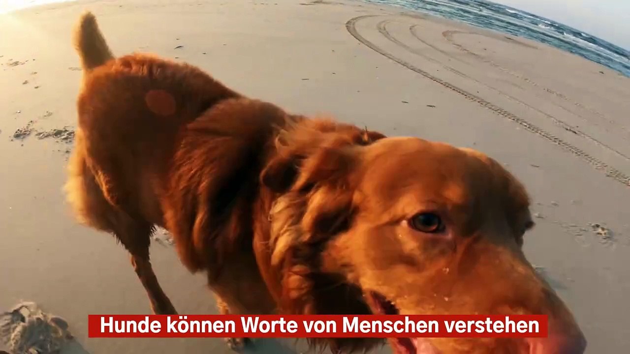 Hunde können Worte von Menschen verstehen