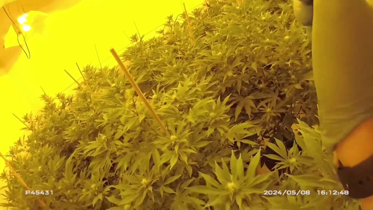 "It absolutely stinks of cannabis": £200k drugs seized from home