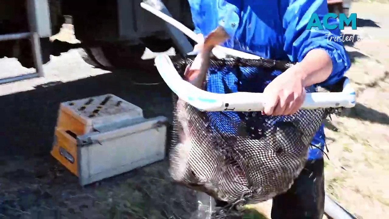 Rainbow trout released into Spring Creek Dam