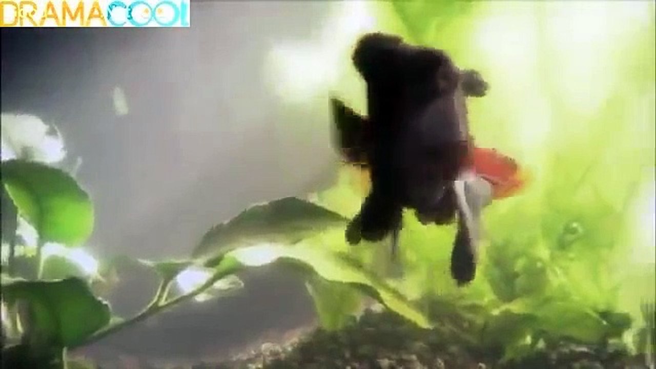 Kingyo Club Episode 4