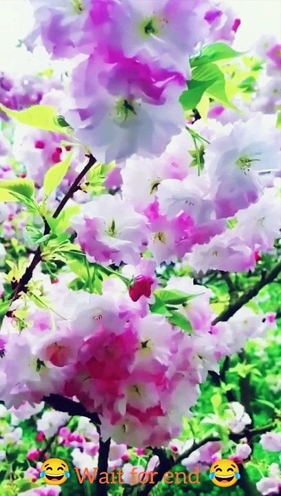 Islamic video shorts, short, video shorts,