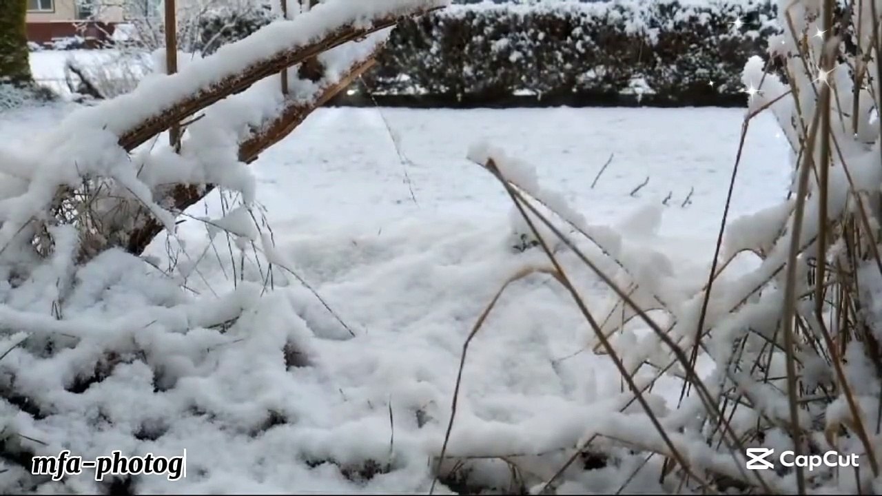 Winter Snowfall ❄️: Nature's Beautiful Scene
