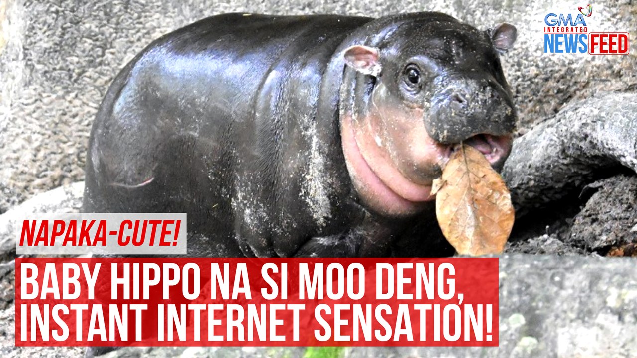 Napaka-cute! Baby hippo na si Moo Deng, instant internet sensation! | GMA Integrated Newsfeed
