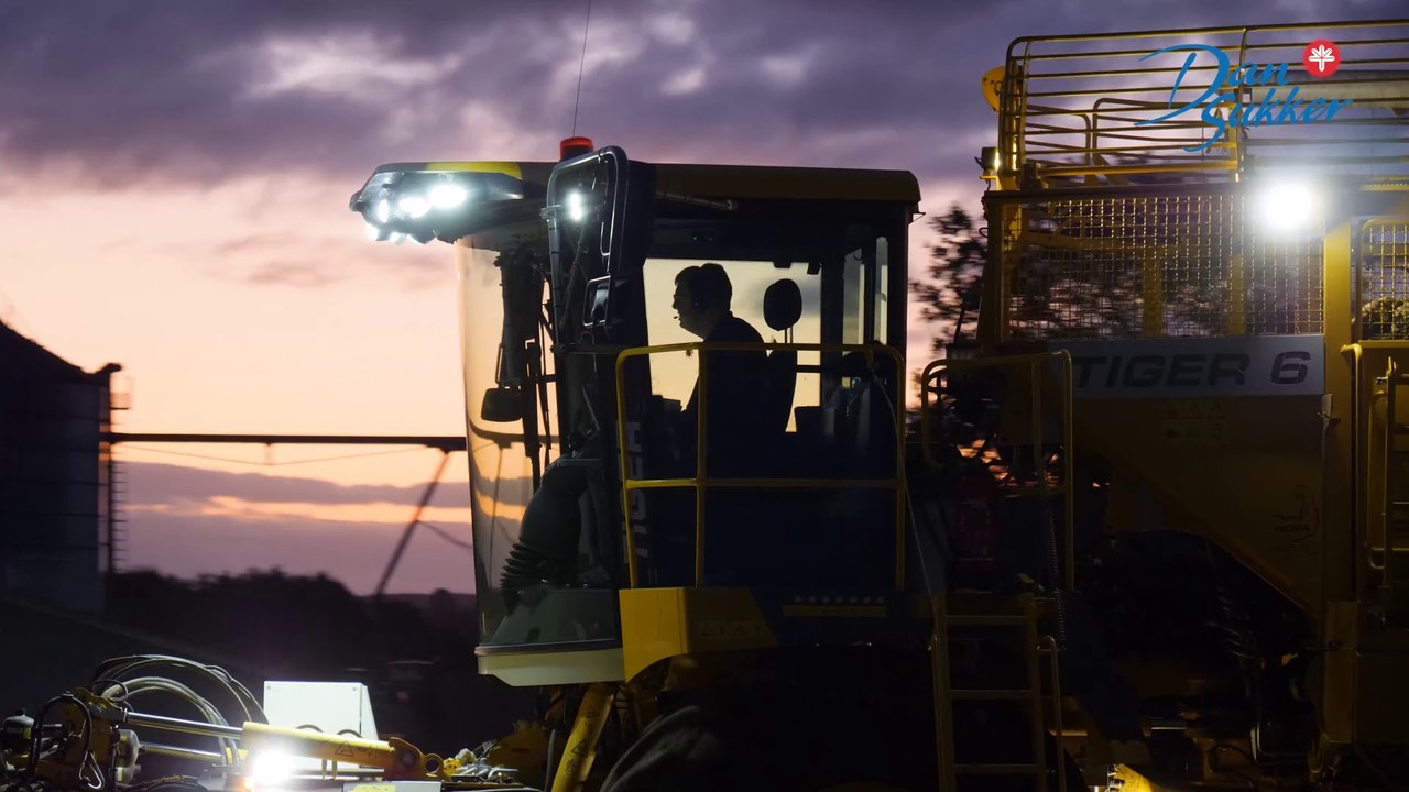 Sådan dyrkes sukkerroer