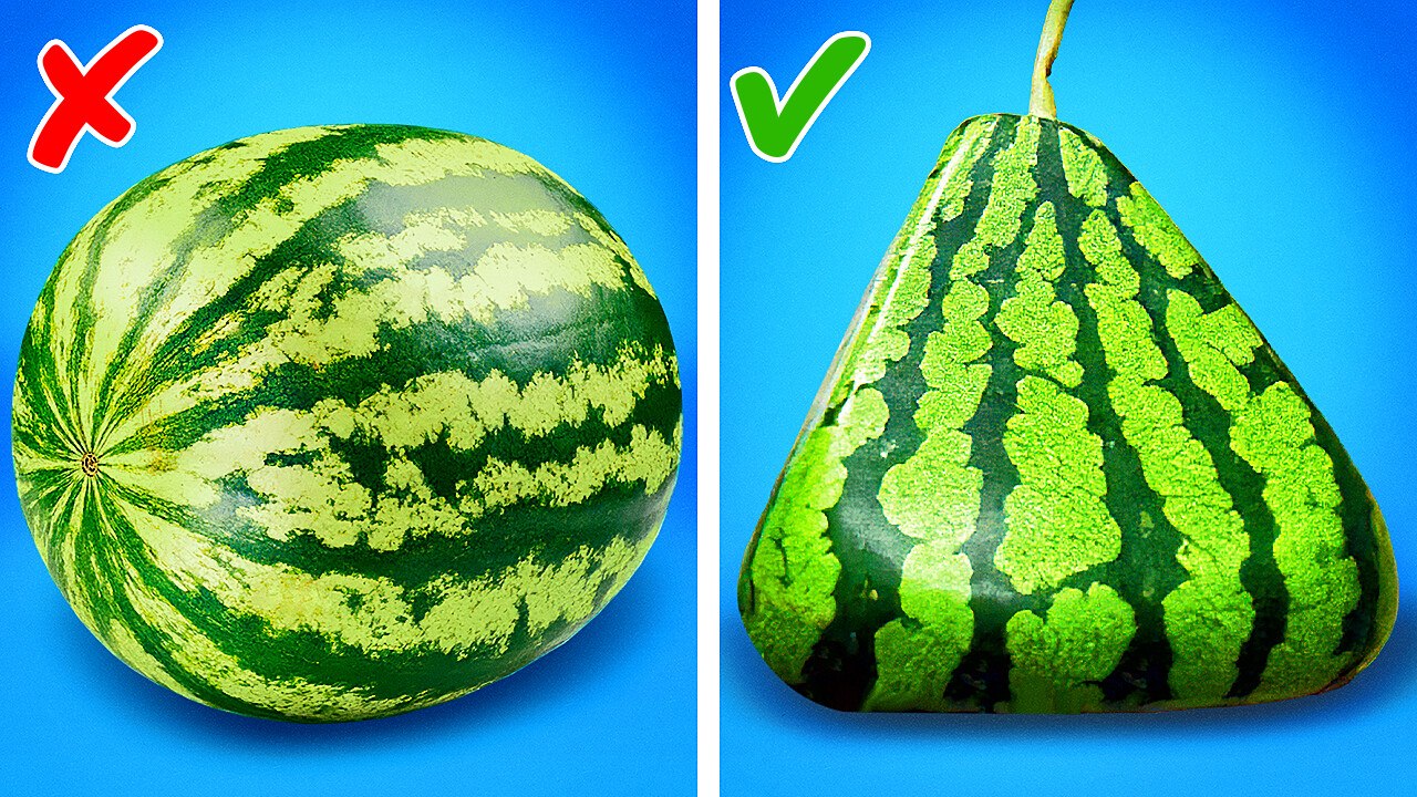 HOW TO MAKE EXPENSIVE WATERMELON AT HOME  PLANT HACKS! 