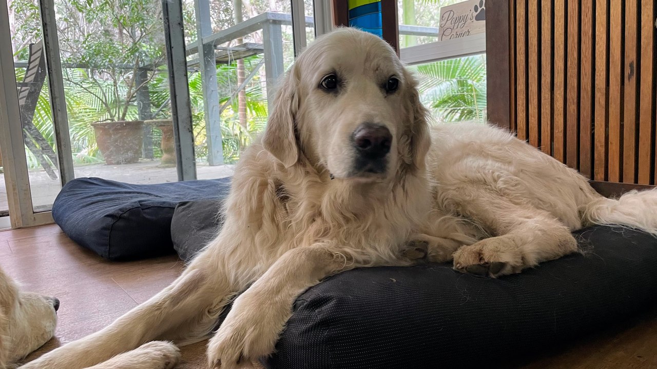 Team Golden Oldies give senior dogs a new 'leash' on life