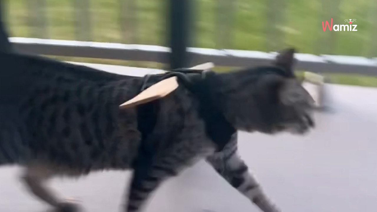 Woman ties a wooden spoon to her cat's collar for the most brilliant reason