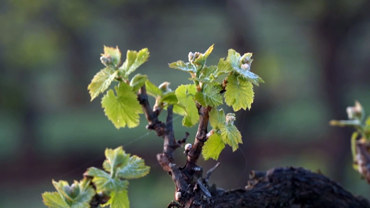 Farmers report major losses after damaging frost hits South Australia