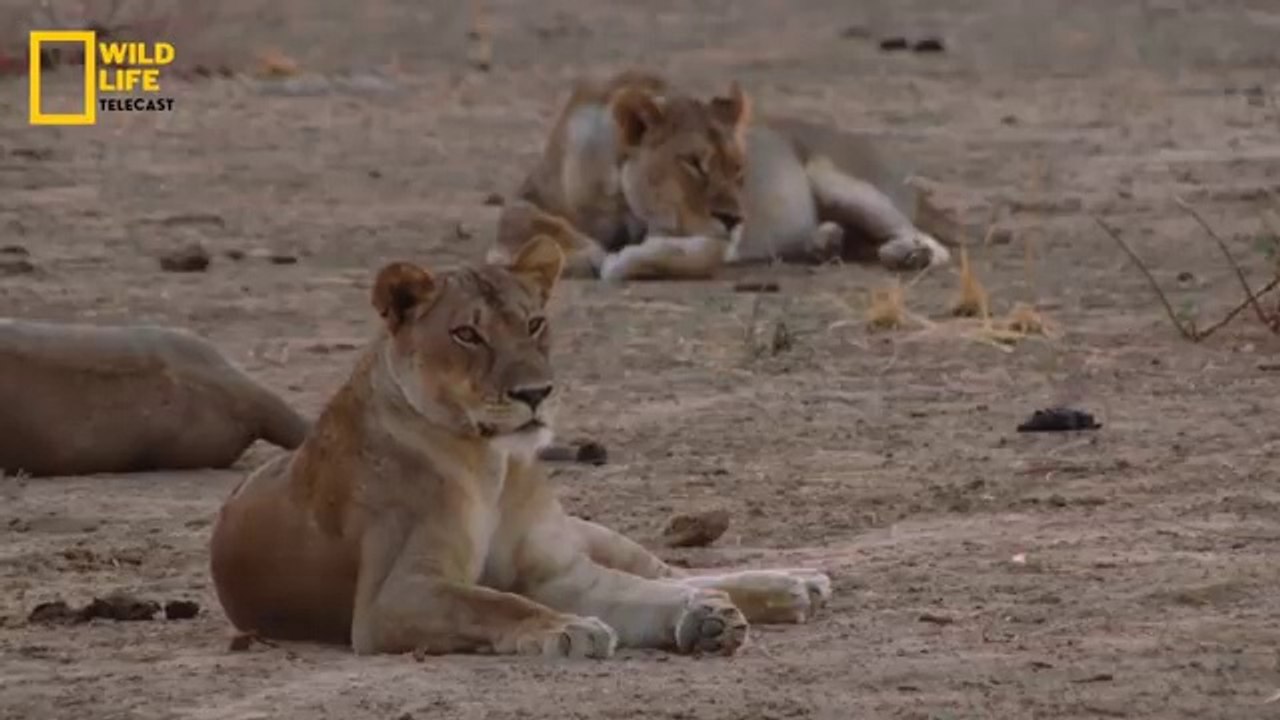 Predators Attack - हिन्दी डॉक्यूमेंट्री _ Wildlife documentary in Hindi