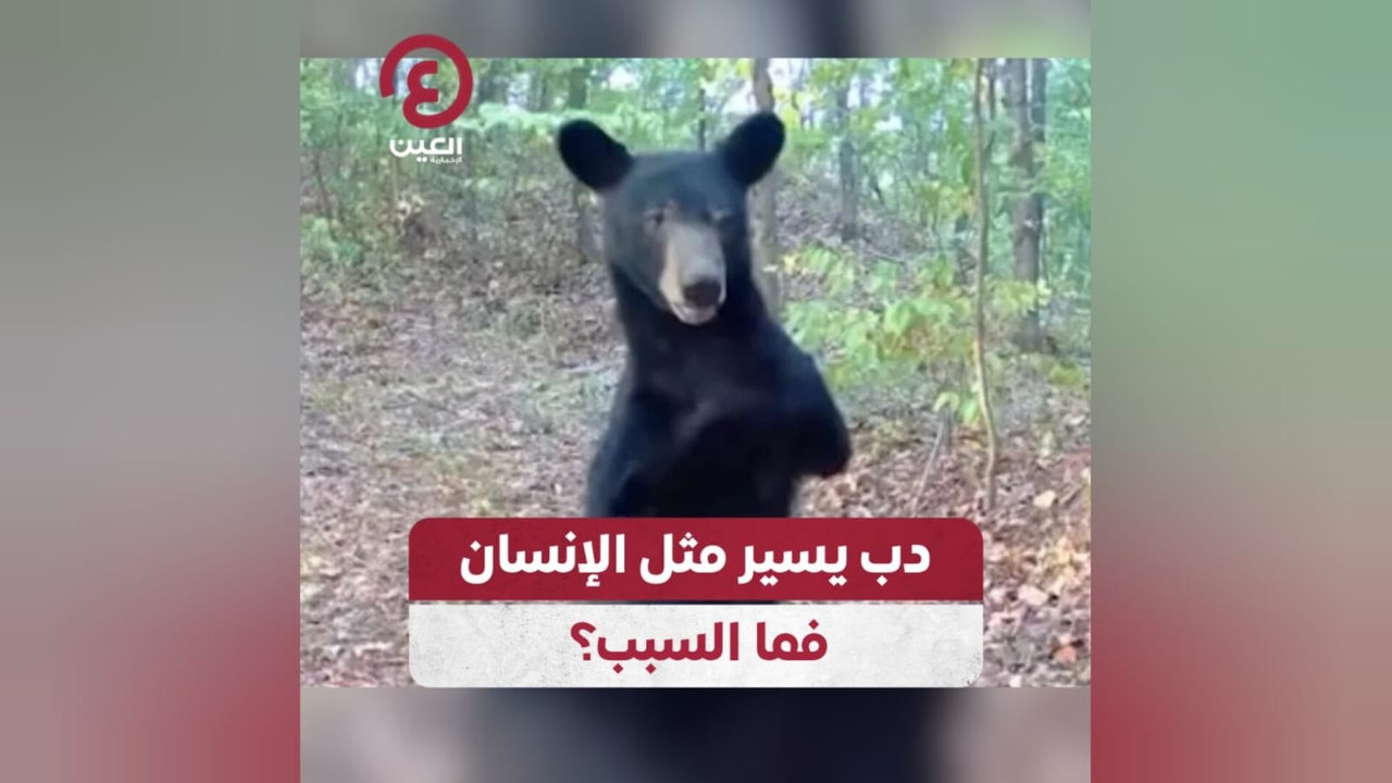 دب يسير مثل الإنسان، فما السبب؟