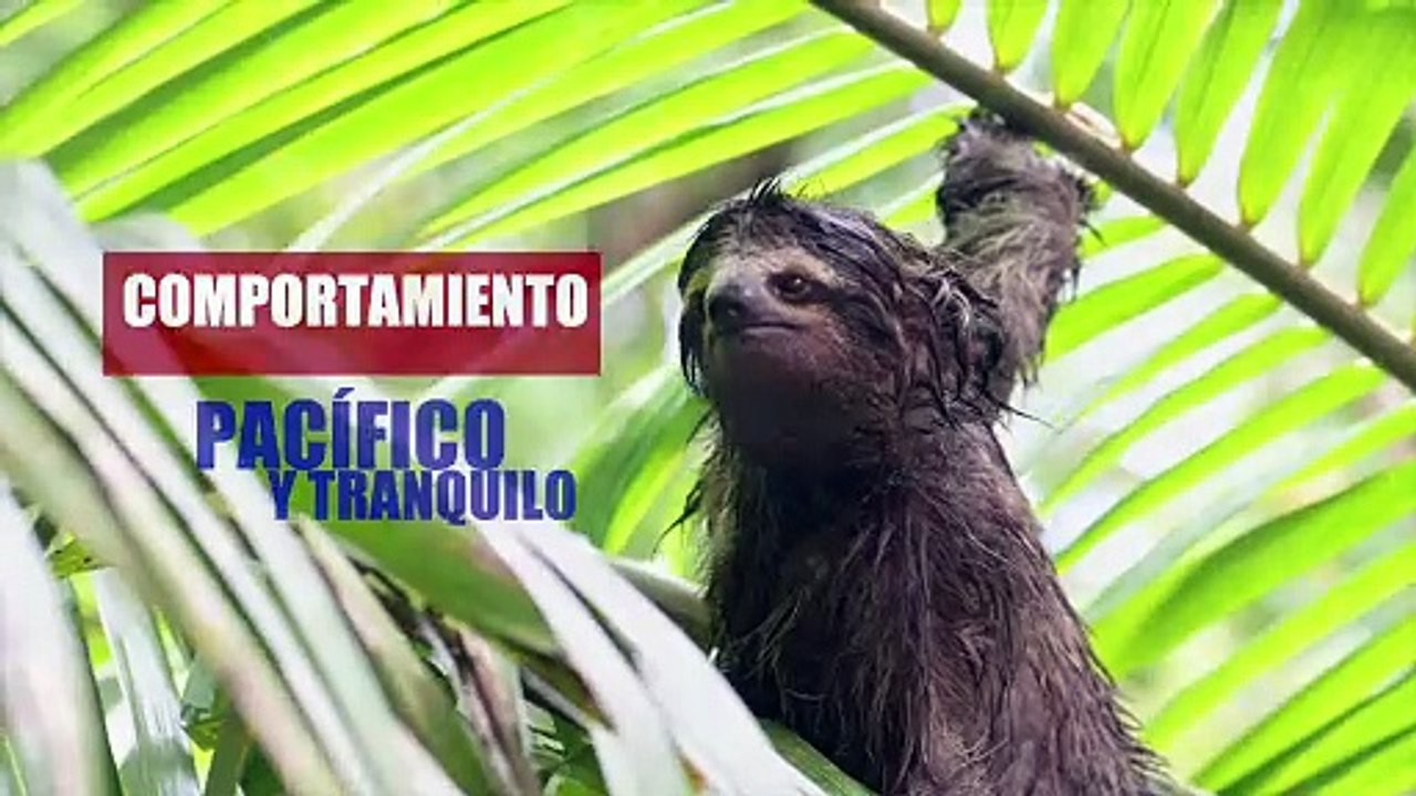 SIMBOLOS NACIONALES Los Perezosos