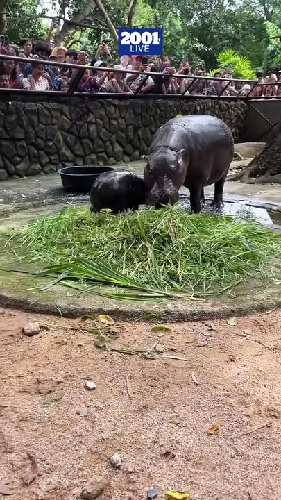 Moo Deng, un hipopótamo que enternece las redes sociales