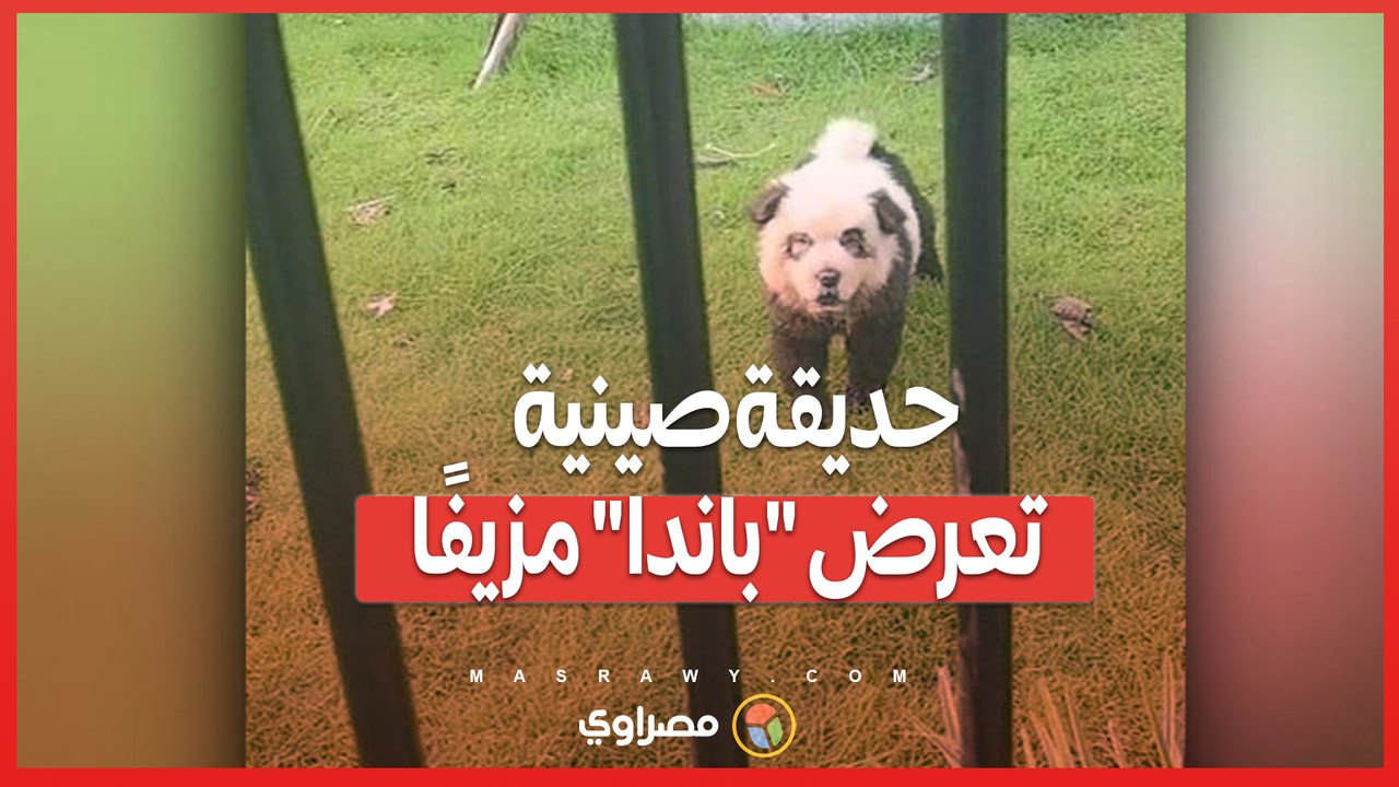 تشاو تشاو تتحول إلى باندا...مشهد غريب يجذب زوار الحديقة في الصين