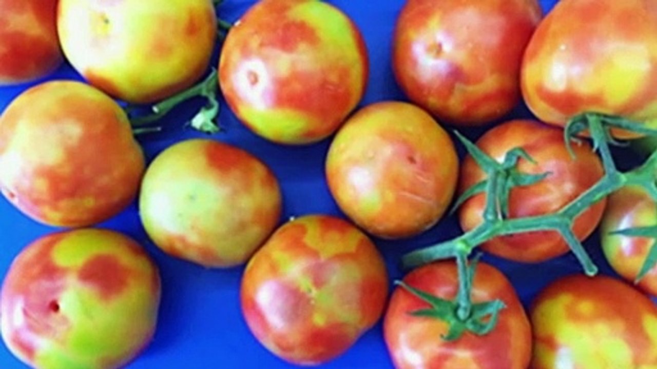 Tomato virus outbreak leads to job losses and supply chain disruptions