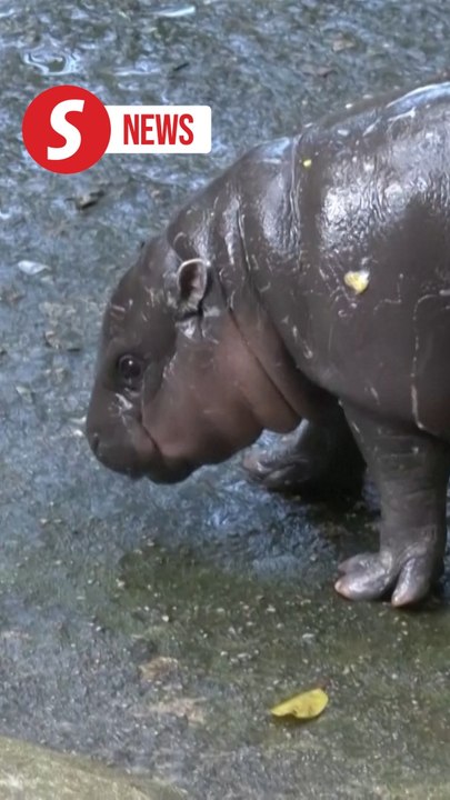 Moo Deng draws thousands to her zoo