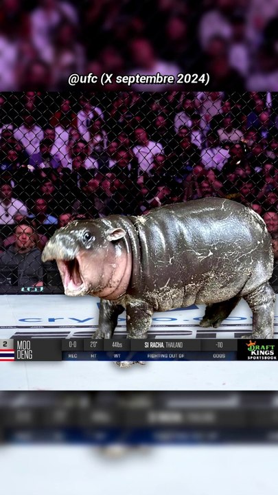 MOO DENG | C'est Quoi ce Mème?