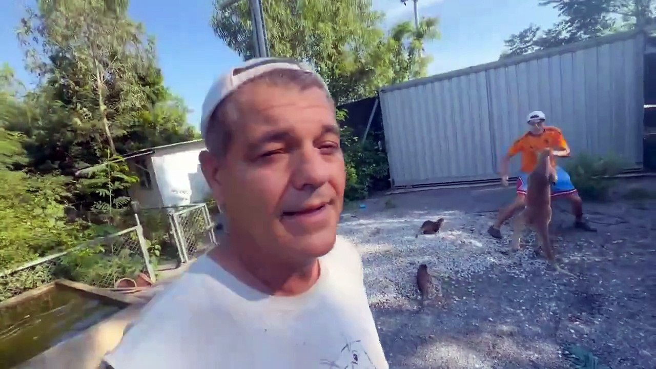 Plex se pelea contra un canguro