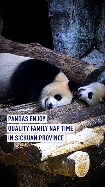 Panda family’s ‘nap’ time in Sichuan