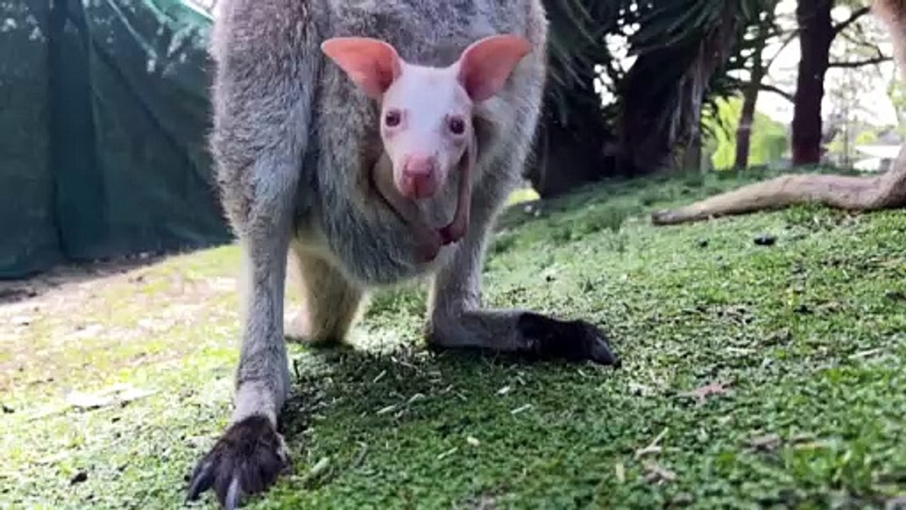 Rare albino wallaby, Olaf, born at Symbio Wildlife Park in NSW