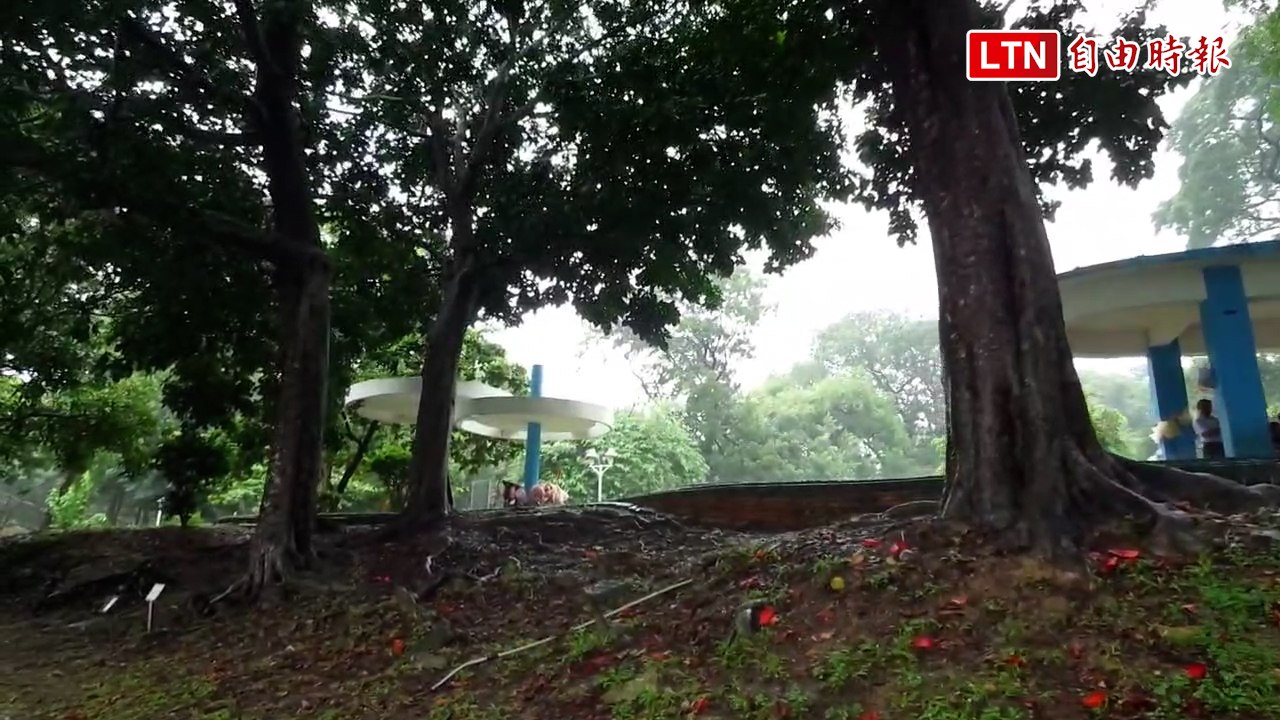 台南公園3株山陀兒老樹 網驚呼：「山陀兒」龜速找山陀兒