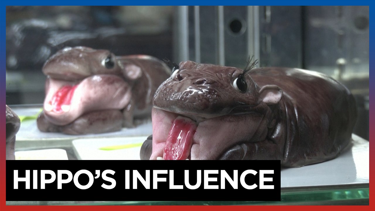 Moo Deng mania: Thai hippo's viral fame boosts local business