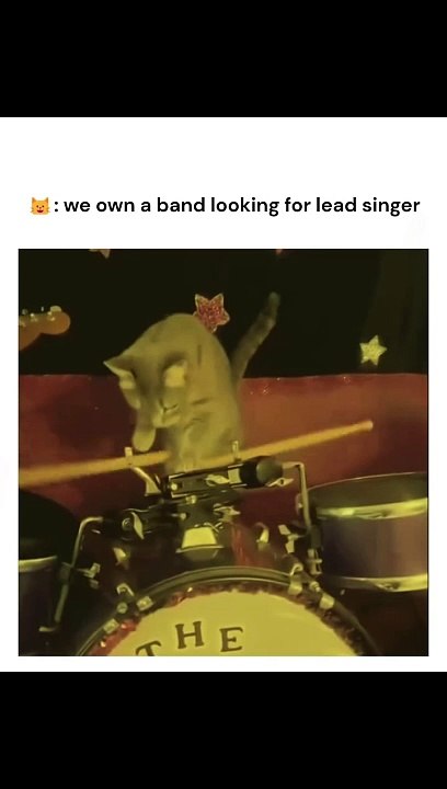 Cat Music Band 🎶