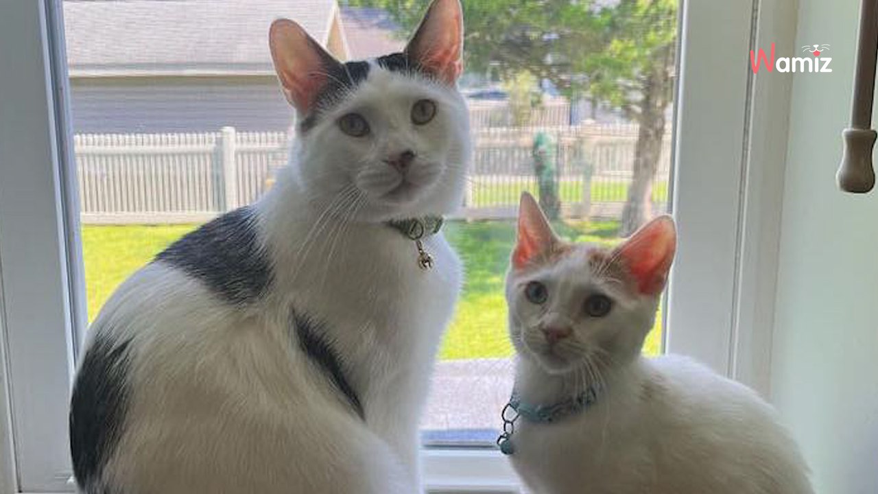 Couple Returns Adult Cat Just Months After Adoption — Shelter Staff Shocked 😢