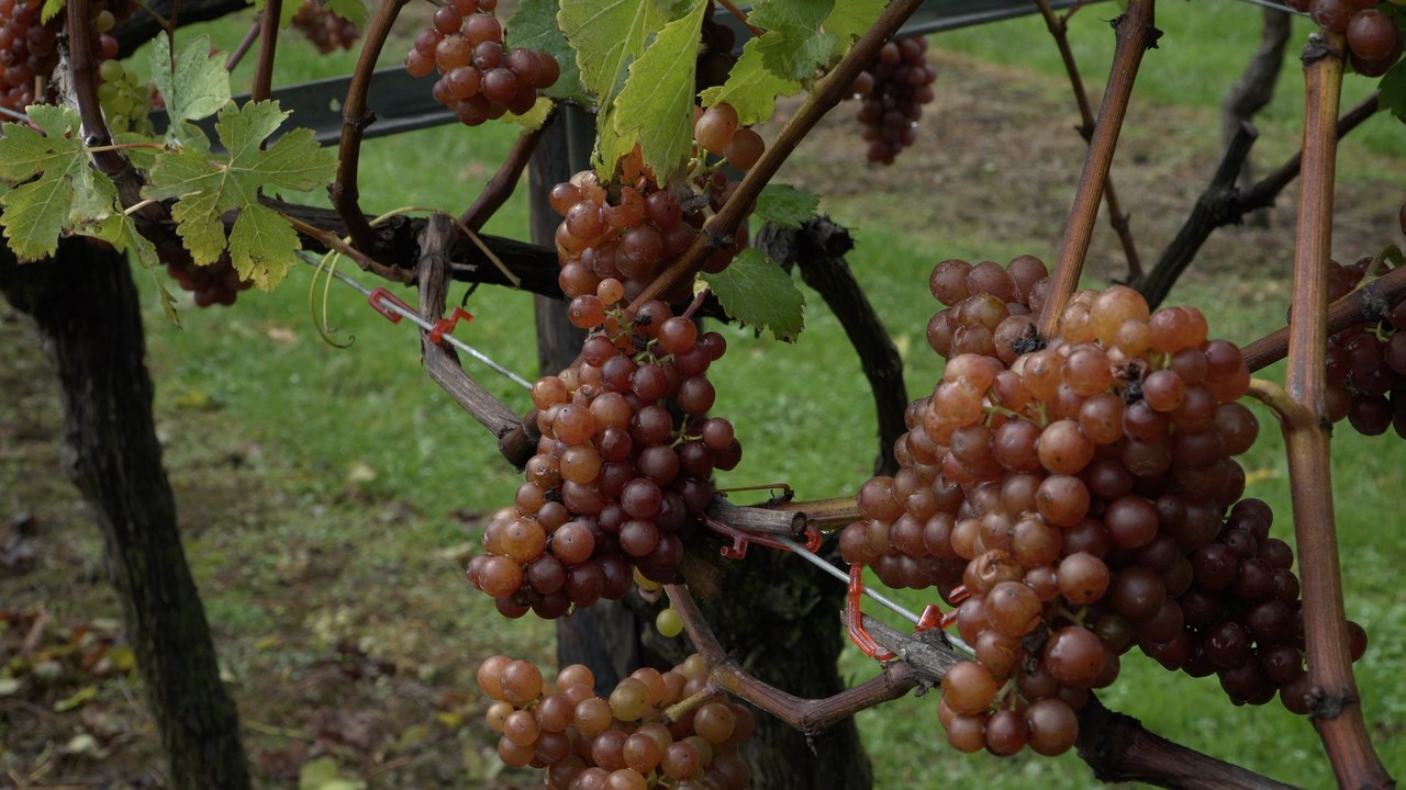Kent vineyard faces climate crisis