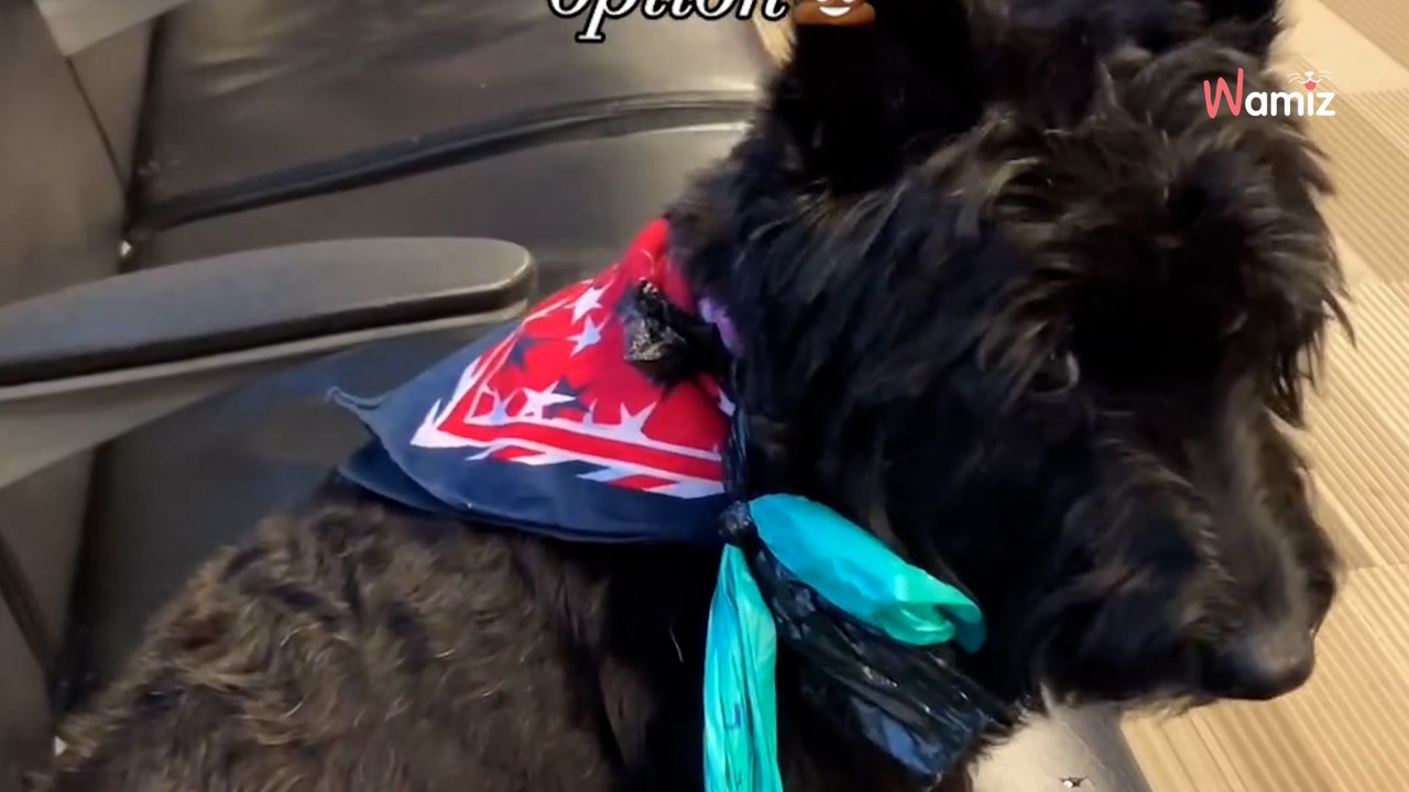 En el aeropuerto se dan cuenta que olvidaron la correa del perro: el plan B es divertidísimo (Vídeo)