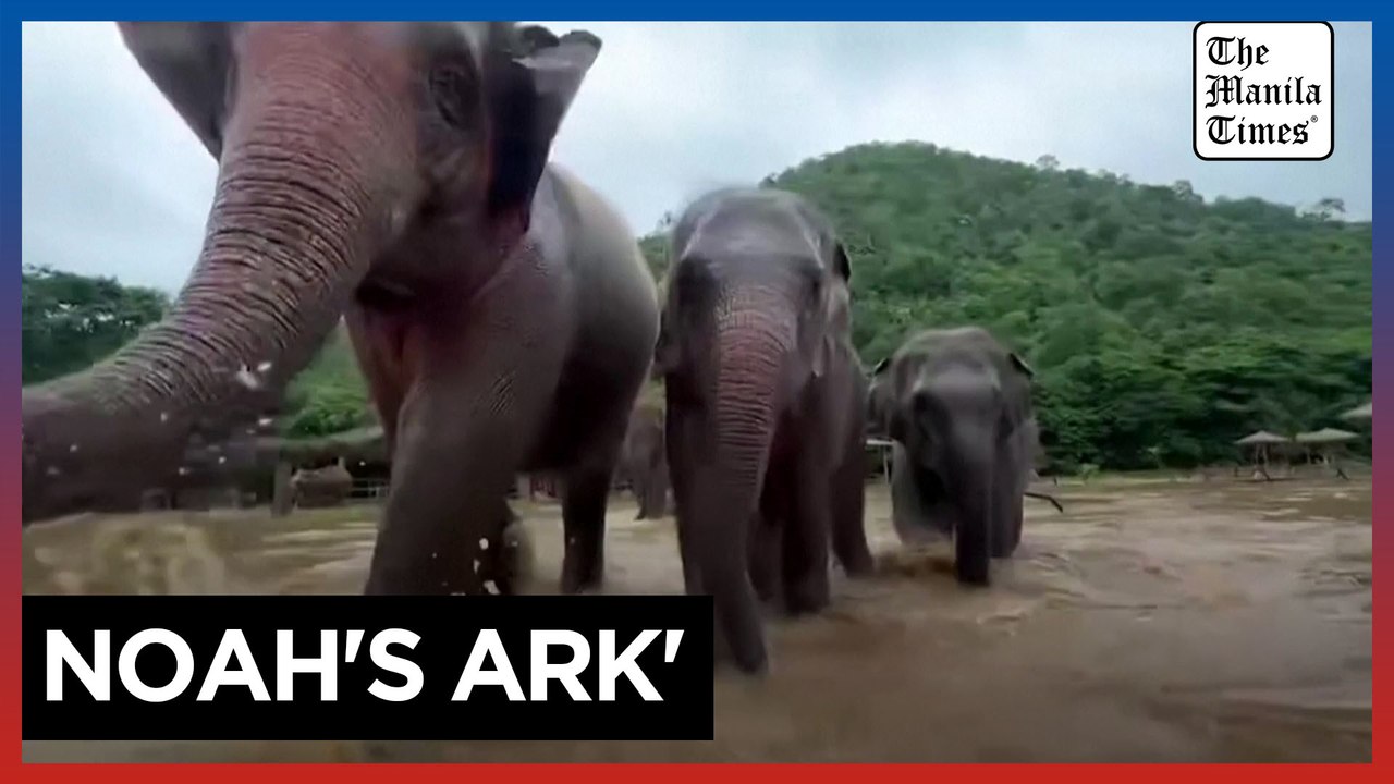 Thai sanctuary struggles to save elephants, animals after flash floods