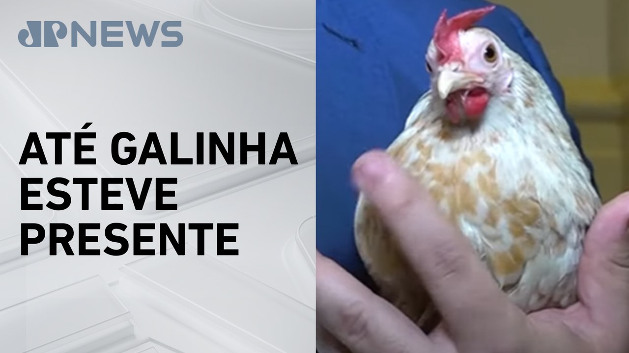 Dia de São Francisco reúne pets em missas para bênção dos animais em todo país